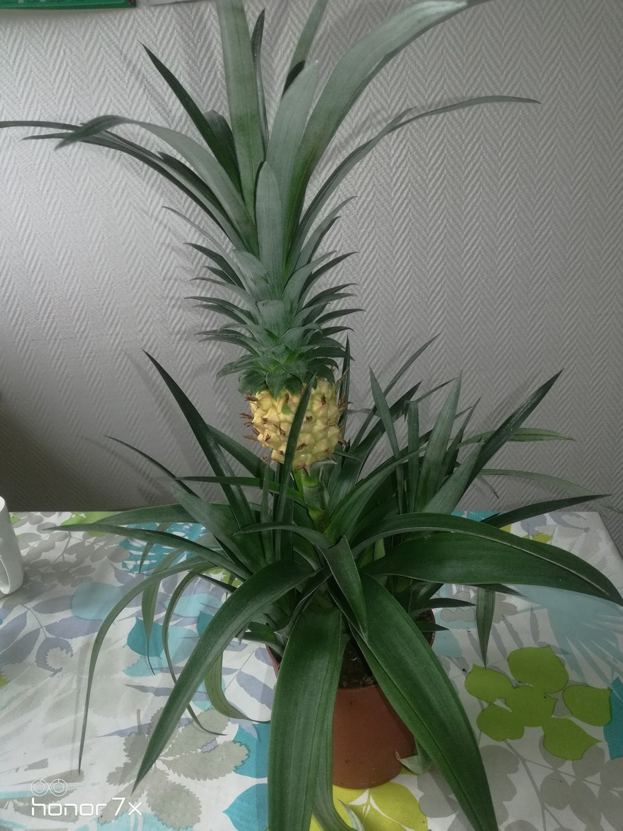 Plantes Ananas Dans Un Pot