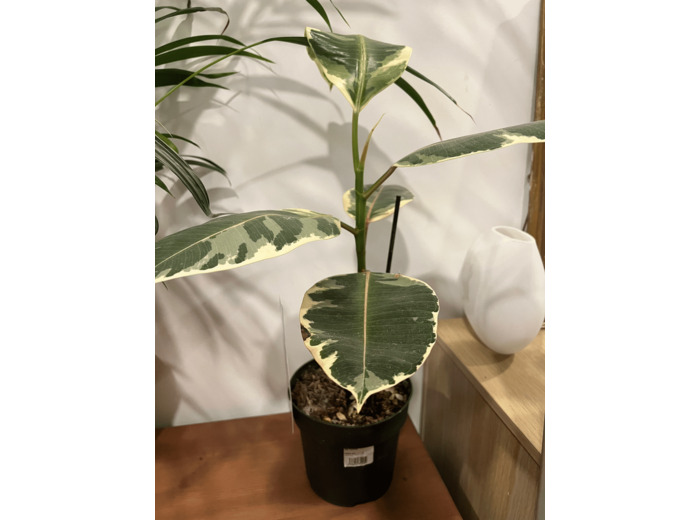 Ficus Panaché