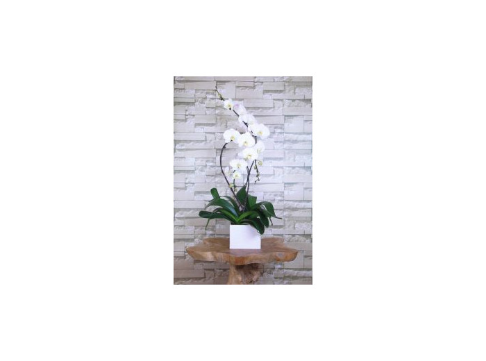 Compositions Orchidee Hyeres France