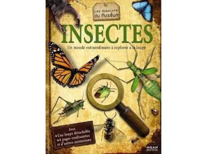 Dvd Insectes