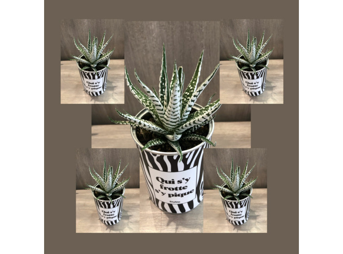 Petits pots