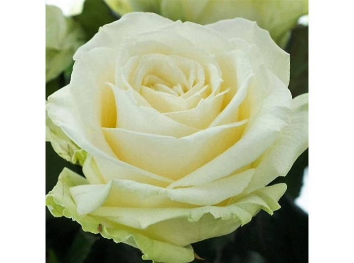 Rose Blanche