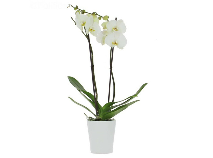 Orchidees
