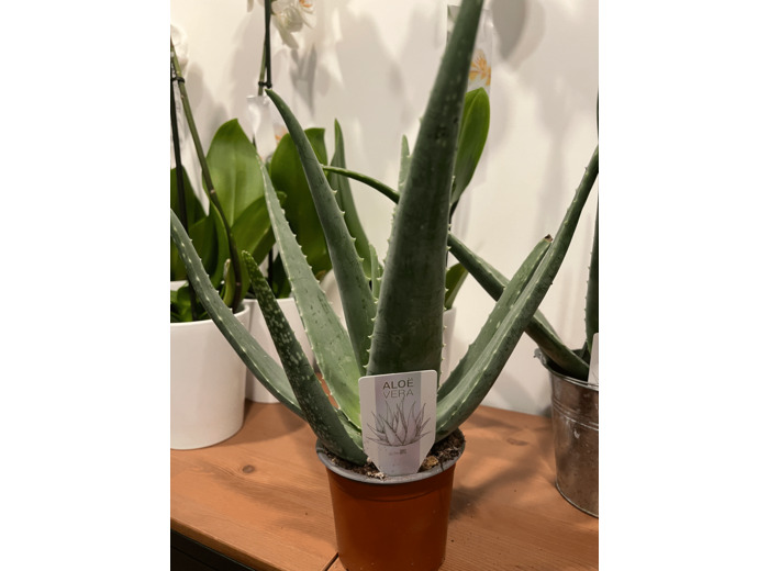 Aloe Vera