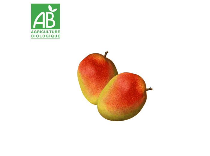Mangue x 1