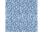 Sélection Coup de coudre - Popeline de Coton Léopard Bleu