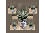 Petits pots