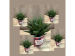 Petits pots