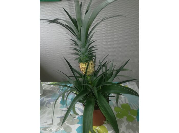 Plantes Ananas Dans Un Pot