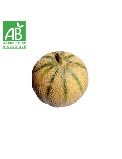 Melon charentais x 1