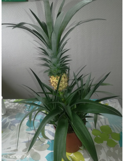 Plantes Ananas Dans Un Pot