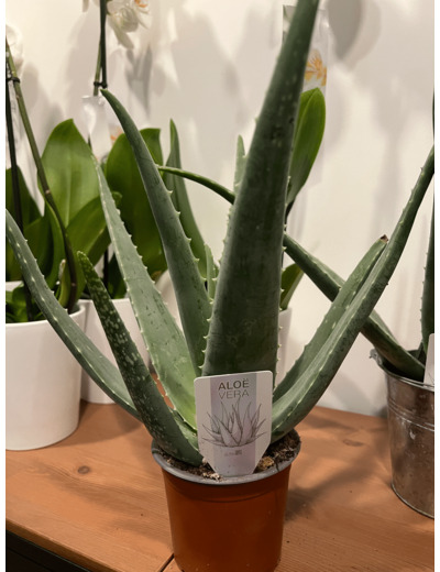 Aloe Vera